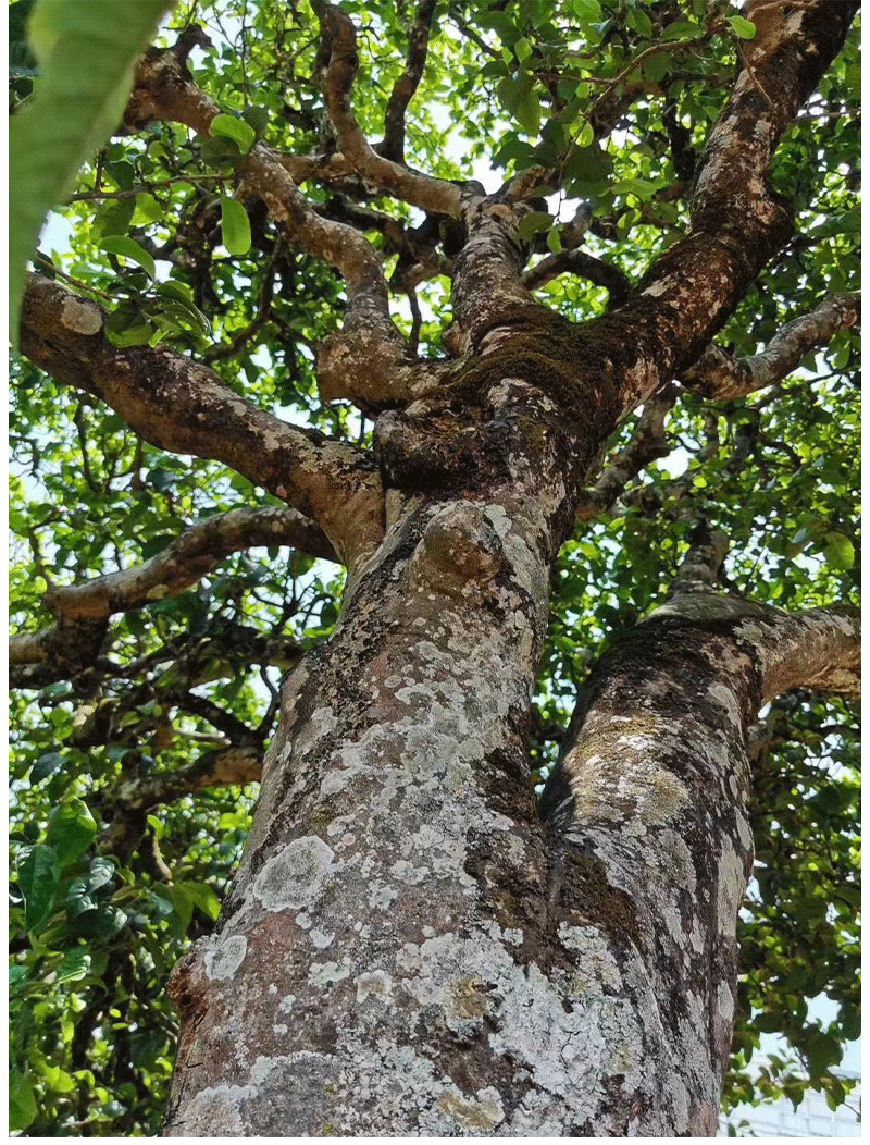 20766401867 2044607137 1