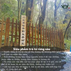 Thiên Gia Trại Cổ Thụ | Bạch Trà Hoang Dã 2025 13 vn 11134207 820l4 me0a8cxlp5ae8b