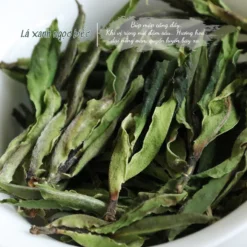 Thiên Gia Trại Cổ Thụ | Bạch Trà Hoang Dã 2025 14 vn 11134207 820l4 me0a8cxngcufab