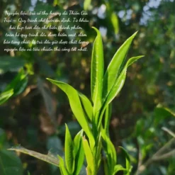 Thiên Gia Trại Cổ Thụ | Bạch Trà Hoang Dã 2025 11 vn 11134207 820l4 me0a8cxv7vut31 1