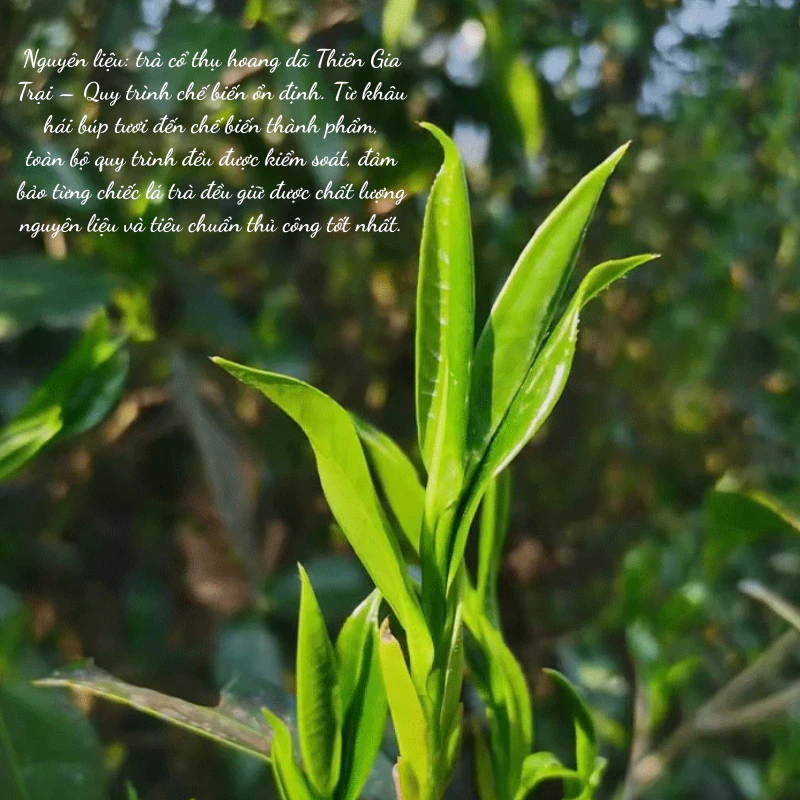 Thiên Gia Trại Cổ Thụ | Bạch Trà Hoang Dã 2025 4 vn 11134207 820l4 me0a8cxv7vut31 1