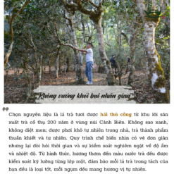 Dị Võ Cổ Thụ | Phổ Nhĩ Sống 2023 13 6