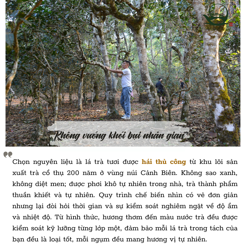 Dị Võ Cổ Thụ | Phổ Nhĩ Sống 2023 7 6