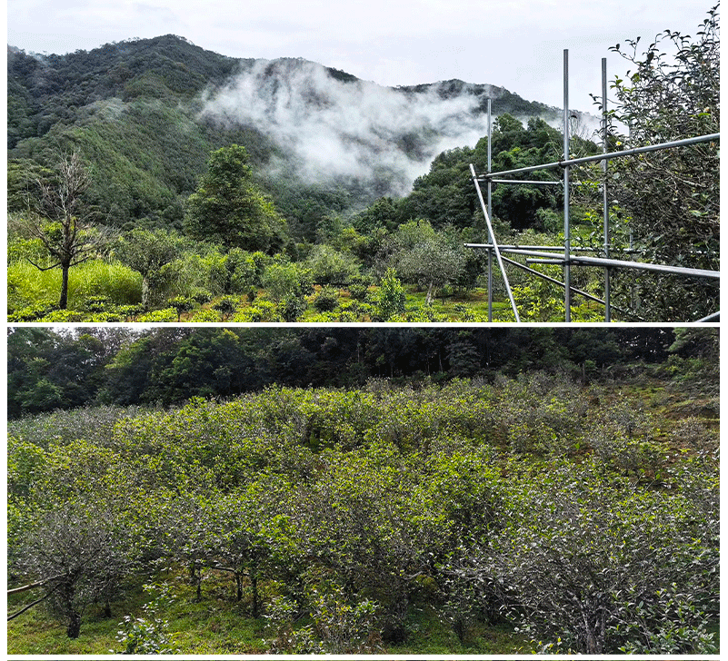 Dị Võ Cổ Thụ | Phổ Nhĩ Sống 2023 14 O1CN01qx9RJj20jNosQ887m 2200731906885 1 cib e1759314455867