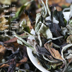 Bạch trà cổ thụ