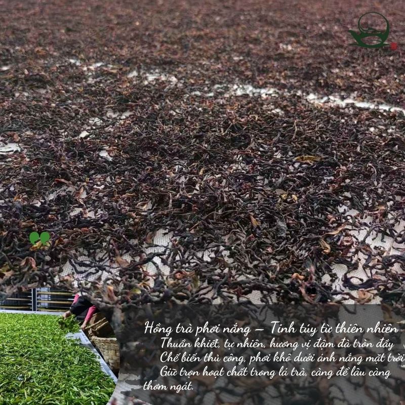 Hồng Điền Trà 200g | Hồng Trà Cổ Thụ 2024 4 TEA 15