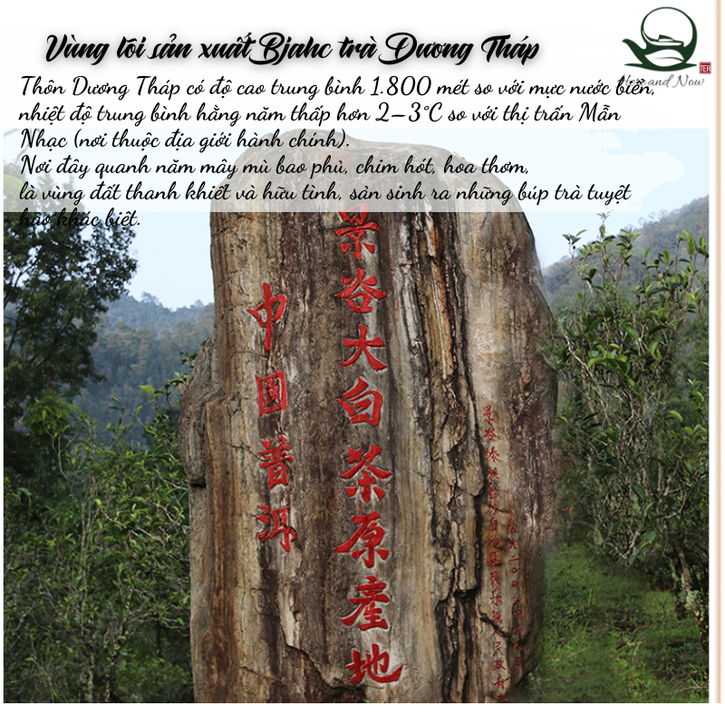 Nguyệt Quang Trà 357g | Bạch Trà Cổ Thụ 2022 5 TEA 6